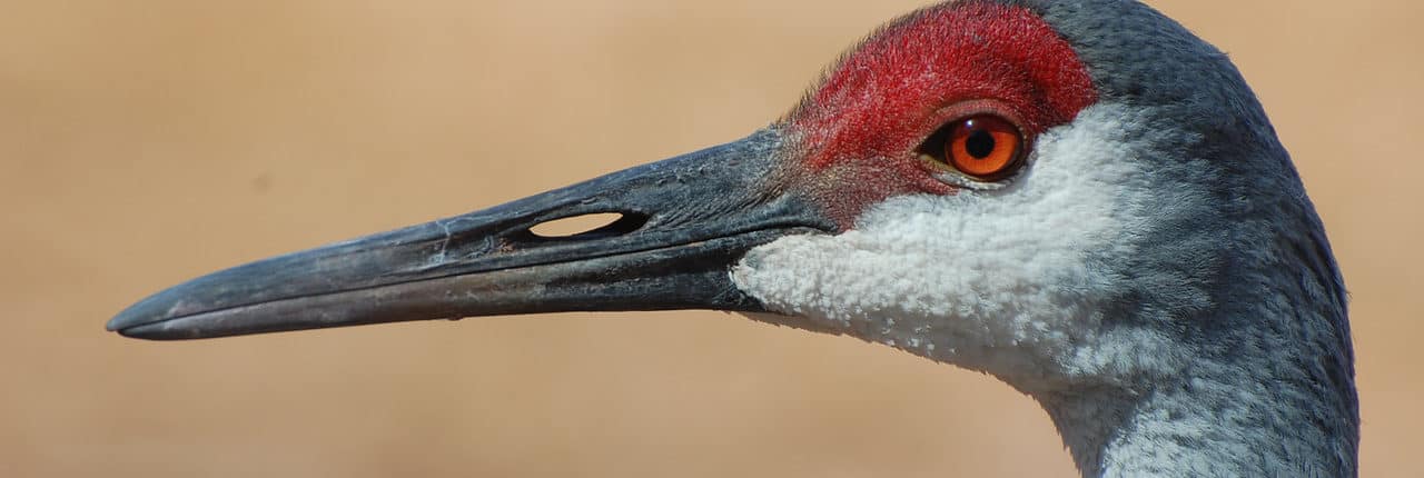 sandhill2