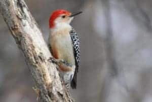 A handsome red-bellied woodpecker probes beneath tree bark for insects. Photo by Don Severson