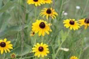 severson-rudbeckia