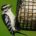 Downy Woodpecker at suet feeder