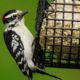 Downy Woodpecker at suet feeder