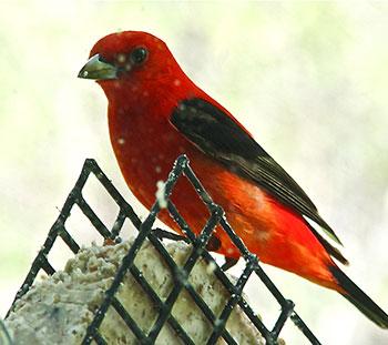 Scarlet Tanager