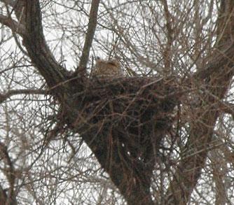 A female great horned owl on her nest.