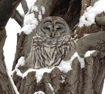 Barred Owl in Winter