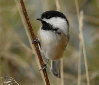 Black-capped Chickadee