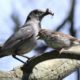 catbird feeding chipping sparrow