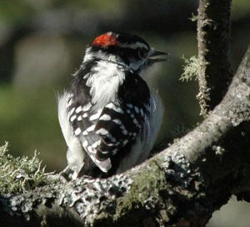 Downy woodpecker
