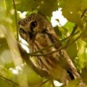 A tiny saw-whet owl lurking in the woods