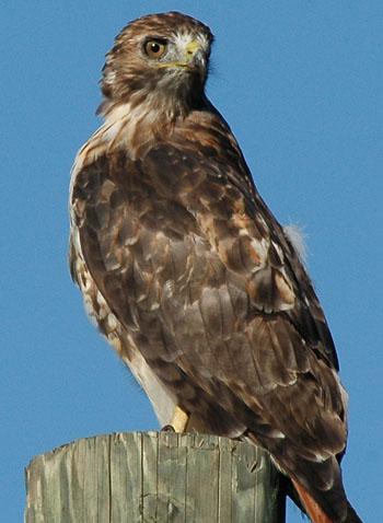 Red-tailed hawk