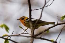 warbler