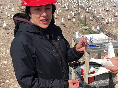 Annie Bracey using MOTUS to track juvenile Common Terns