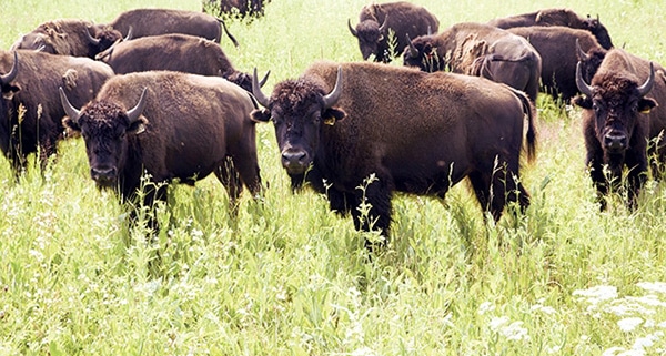 Buffalo at the Belwin Conservancy