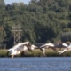 Pelicans at Pigs Eye Lake