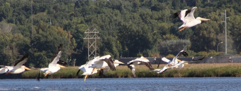 Pelicans at Pigs Eye Lake