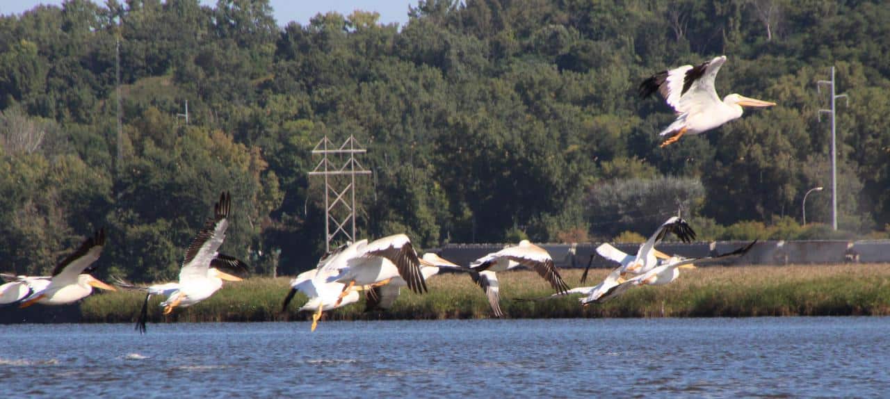Pelicans at Pigs Eye Lake