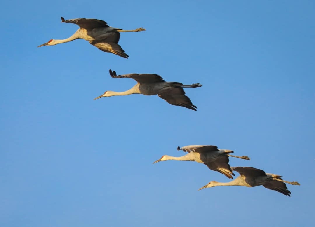 Sandhill Cranes by Patrick McInnis