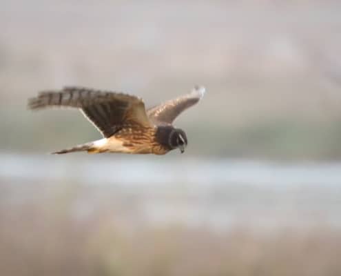 Raptor by Patrick McInnis