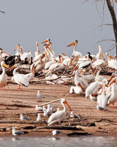 White Pelicans on the Mississippi River